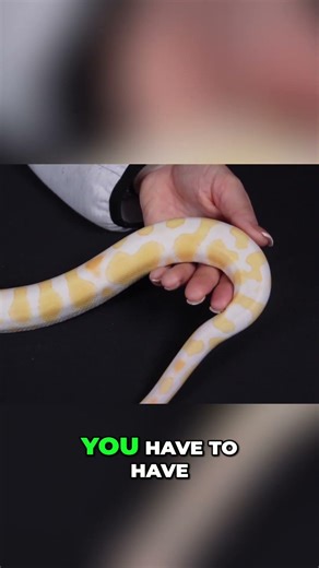 Snake's Babies Not Clones, All Girls ! 🤯