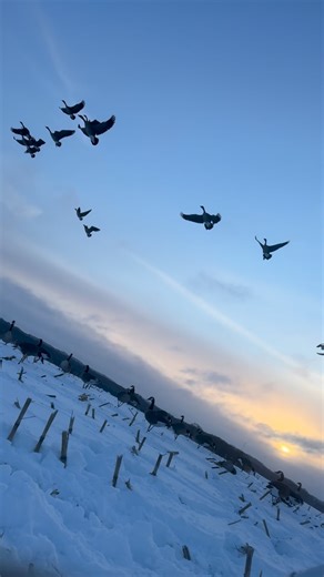 BadgerStateWaterfowl on Instagram: "Giants in the snow ❄️ #goose #goosehunting #waterfowl #waterfowlhunting #duck #ducks #duckhunting #tanglefree #hunting #huntingseason #icefishing #snow #snowgeese #migration #fyp #fypシ #deltawaterfowl #fypindia"