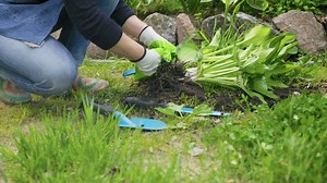 12K views · 51 reactions | Is it too late to divide your Hostas? Learn the best timing and get step-by-step tips! Check the comments for more! | Garden Lovers Club | Facebook