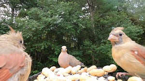 19K views · 1.4K reactions | Northern Cardinals, Blue Jay, Mourning Dove | Critter Cam | Facebook