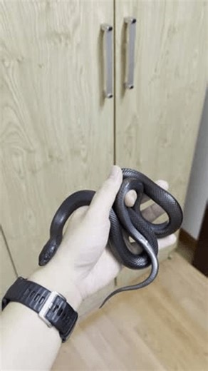 clip-4006655511-black-snake-coiled-around-person’s-hand-against