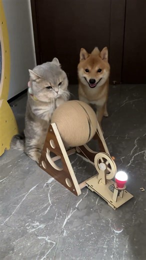 Kitty Workout routine 😂