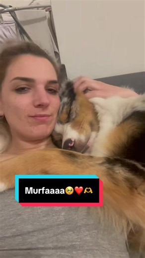❤️🥹🫶 #murfthebluemerle #murf #doglove #australianshepherd #aussie