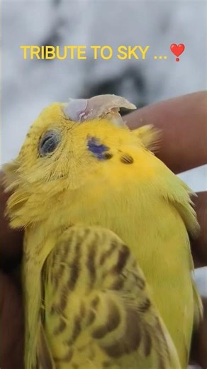 TRIBUTE TO MY BUDGIE 💔 #cutebudgie #birds #birds #viralpets #viralpets #budgies #budgies #parakeet