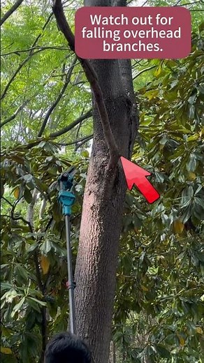 Must Watch！6 Inch Pole Chainsaw Safety Tips