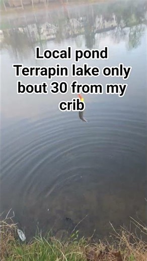 bluegill catch at local pond!!! #fishing #bluegill #worms