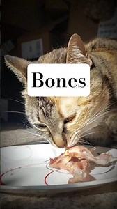 Don't worry, uncooked quail bones are safe for cats to eat with supervision.