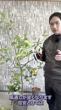 [Lemon Pruning] Pruning like this in March will encourage fruit production! #lemon #pruning #hort...