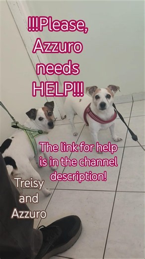 Jack Russell terrier Treisy and Azzuro ❤️ #jackrussellterrier