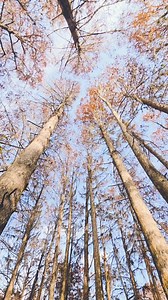 Exploring in a Cypress swamp, since it is so so dry we can walk here. The crows came in, announcing my arrival to the woods. #crows | Grace Walks