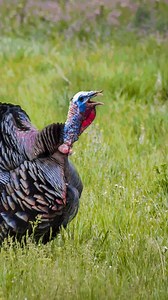 Get your shot at a hunting prize package worth thousands, in addition to licenses for elk, bear, spring and fall turkey, antlerless deer, and first pick at a managed waterfowl area for a reserved hunt. Each $5 Pure Michigan Hunt application helps fund Michigan's wildlife habitat restoration and management. | Michigan Department of Natural Resources