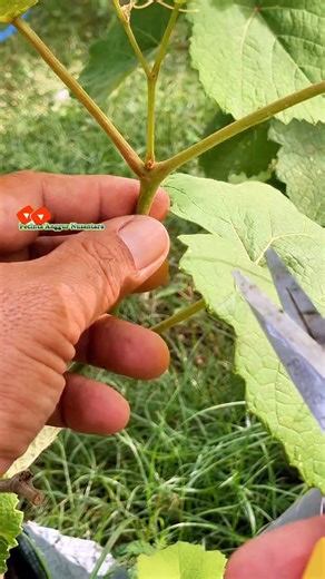 42 reactions · 13 comments | Berikut cara grafting anggur yang benar | Saepul Rahman | Facebook