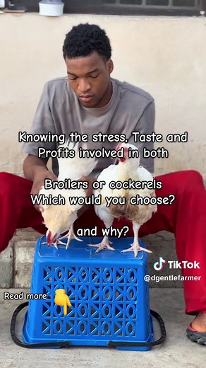 Broilers vs. Cockerels: Key Differences Explained