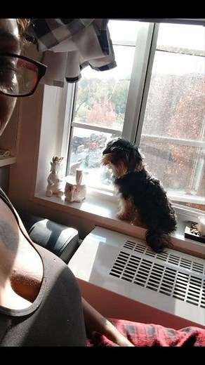 ❣️ love my Papi ❣️ #yorkie #fypシ #foryoupageシ | Lisa Thelady