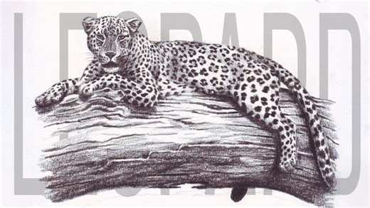 Leopard drawing tutorial for beginners and animal artists