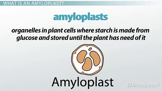 Amyloplast Overview, Function & Placement