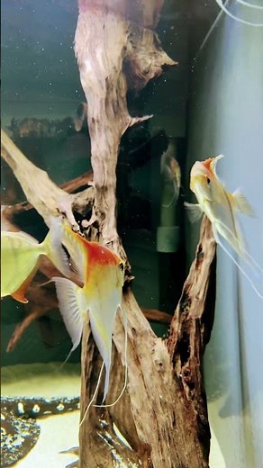 Pterophyllum scalare Manacapuru: Redback Angels Gliding in Harmony! Underwater beauties! #scalare