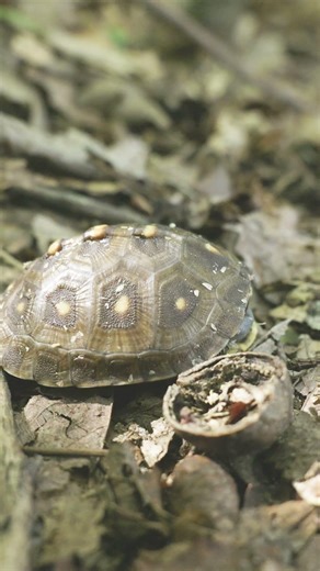 Turtle Release! 🐢
