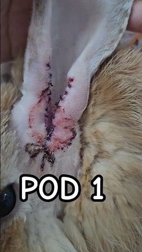 post LECA on rabbit. rabbits ear surgery. #rabbitcare #surgeryrecovery