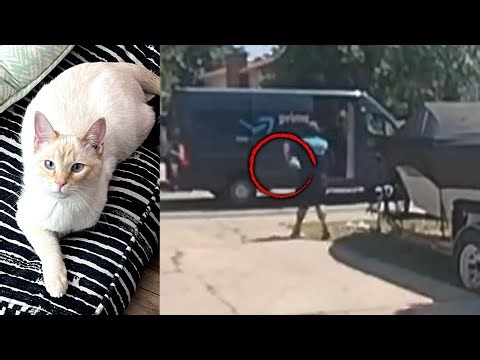 Woman Claims Amazon Worker Stole Pet Cat During a Delivery