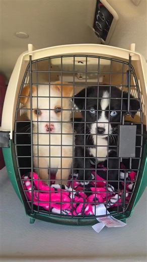 Sneak Peek at the new babies we welcomed today! We are not accepting applications, just sharing the cuteness!! Bios will be posted when we are ready for apps. 🥰 | Wish Bone Canine Rescue