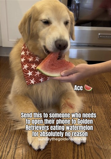Watermelon ASMR with Adorable Golden Retriever Dogs