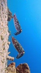 "The Aliens of the Deep: Cuttlefish Cuttlefish may as well be visitors from another world! These incredible sea creatures possess abilities that seem straight out of sci-fi: They can change both color AND texture in milliseconds—imagine an alien that can perfectly mimic any surface it touches. Their skin contains up to 200 specialized cells per square millimeter, giving them unparalleled camouflage abilities. Their W-shaped pupils and uniquely structured eyes allow them to see polarized light (s