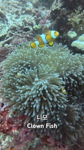 니모를 찾아서 Clown Fish #스쿠버다이빙