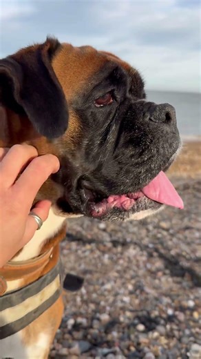 Good morning from a miniature boxer