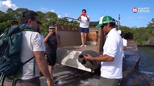 3K views · 13 reactions | A living member of a species of a tortoise...