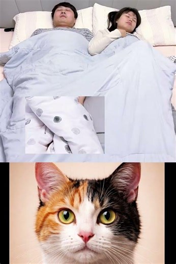 #lolcats #shorts 🏃🐱😂