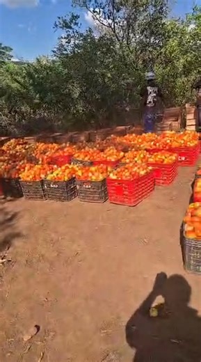 This farmer is thrilled with the yield from the Nash tomato variety. If you are looking for a tomato 🍅 variety that performs exceptionally well during the rainy season, Nash F1 is the perfect choice. An early-maturing and high-yielding hybrid, Nash is suitable for year-round production. This determinate (bush-type) variety offers a remarkable potential yield of 100-130 tons per hectare over a 10-week harvesting period. For more information, get in touch with our sales team on 263 781 818 613 or
