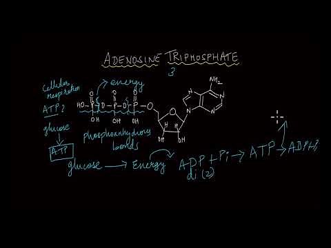 The Role of ATP | Respiration | Life Sciences | Khan Academy