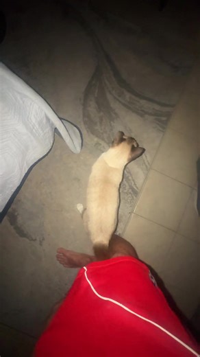 Donde veo las galas de #LCDL ??? #tiktok