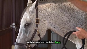 Why Wednesday ~ After watching some of your videos I decided to try the Bladder Meridian technique with my mare but I can't find many spots where she blinks and then releases. I am not sure if I am going too fast searching for a spot or if it is because I am not using the right pressure. Can you give an example of the speed to search for the blink? Answer: First of all, the most important thing is that when doing this technique you forget about the clock. If you are anticipating or anxious, the 