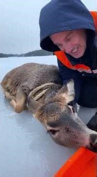 Deer Saves Family: The Most Heartwarming Rescue 🦌❤️#deer #rescue#heartwarming #animalfriends #nature