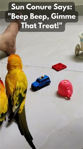 Little Bird, Big Courage: Car Training for Treats
