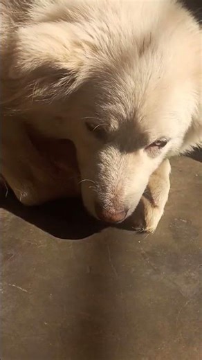 Kuch bhi ho jaye mai nahi uthunga 🤣😂🥰#viral#shorts#trending#funnyvideo#funny#cutedog