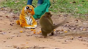 39K views · 492 reactions | Prank ! Monkey vs Fake Tiger 2020 prank/ Just for fun | Life StYle | Facebook