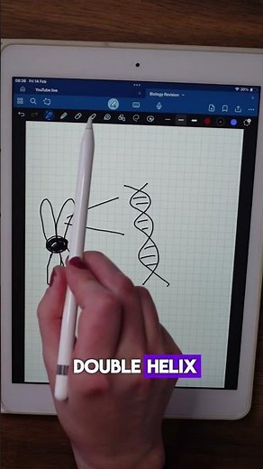 Genes, DNA and chromosomes for GCSE Biology