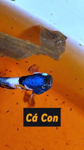 Khoảng khắc đầu đời của những chú cá betta 1 ngày tuổi #betta #bettafish #bettaquangnguyen #cabetta