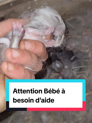 Comment manipuler un bébé lapin sans risque