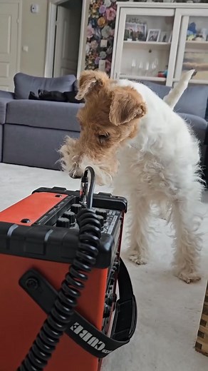 37K views · 1.4K reactions | In Muhos (our village) this weekend is dedicated to the memory of Miika Tenkula. He was talented musician in a band called Sentenced. I like listening this band  • @irma.foxterrier | Wire Fox Terrier Dog | Facebook