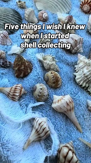 Five Essential Tips for Shell Collecting