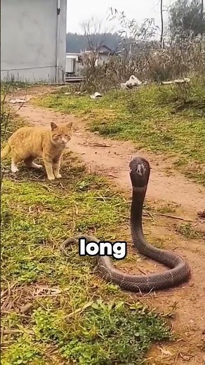 Why are cats afraid of cucumbers?