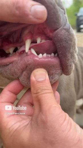 67 reactions · 3 comments | Super Paws Juice has been the cornerstone of our dogs’ dental care at Southeast Bully Kennels for over 14 years. By simply adding it to their water, we’ve managed to keep all our bullies teeth clean and breathe fresh. It’s the easiest and most effective way to ensure your dog’s dental health, and we can’t recommend it enough #EffortlessDentalCare #WaterAdditiveForDogs #SuperPawsJuice https://superpawsjuice.com/ | Southeast Bully Kennels | Facebook