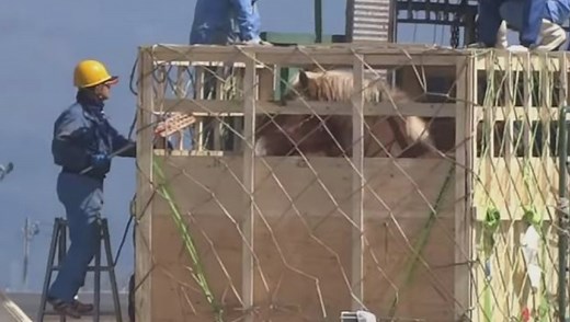 Live horses shipped from Canadian airports to Japan for slaughter