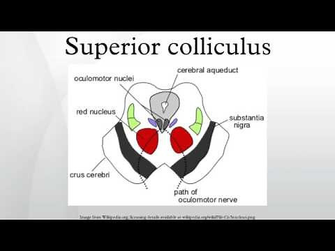 Superior colliculus