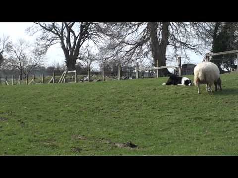 Ewe gotta be kidding: birth of the geep