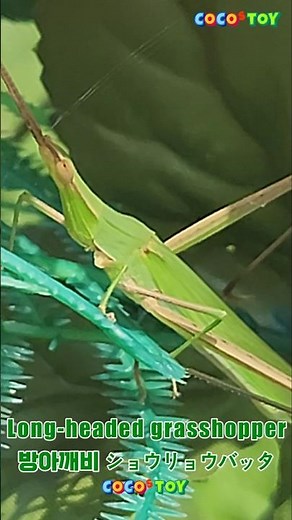 Long-headed grasshopper fancamㅣCoCosToy animal encyclopedia